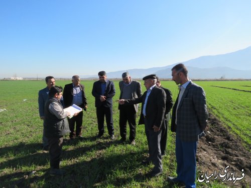 اجرای طرح تغذیه با استفاده از کودهای زیستی و روی (بذر مال) در شهرستان رامیان