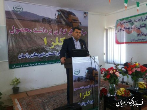 برگزاری جشن شکرگزاری برداشت گلزا در شهرستان رامیان