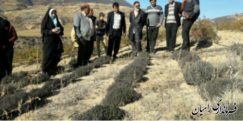 افزایش وضعیت اقتصادی کشاورزان شهرستان رامیان با استفاده از ظرفیت گیاهان دارویی